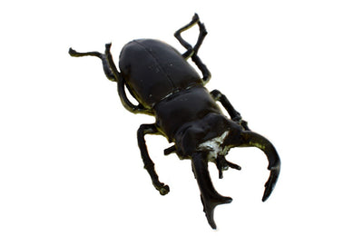 Mamejo Nature 3.5" Green Stag Beetle