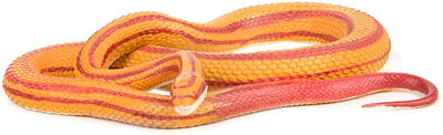Safari Ltd. Corn Snake