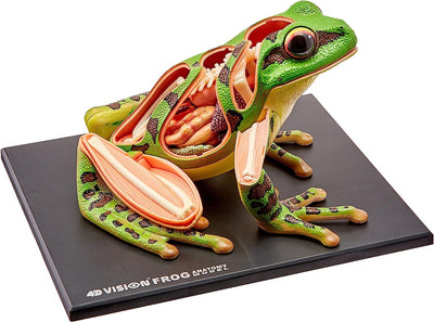 4D Frog Model