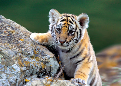 Authentic Cards Tiger Cub