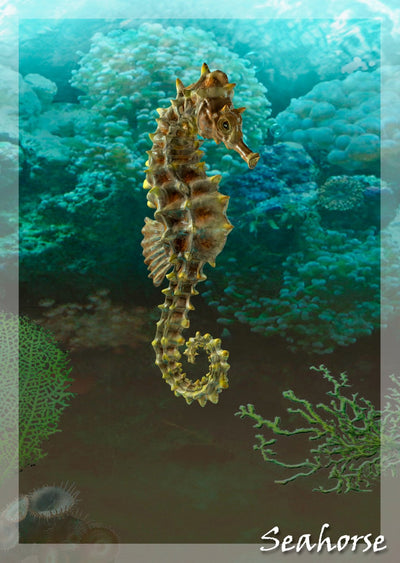 Authentic Cards Seahorse