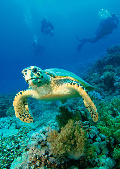Authentic Cards Turtle Hawksbill