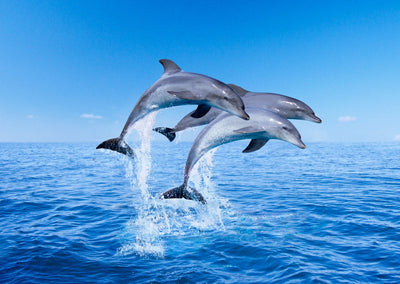 Authentic Cards Dolphin Jumping