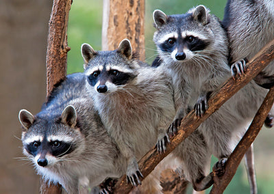 Authentic Cards Raccoons