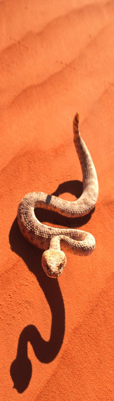 Authentic Cards Snake Sidewinder BM