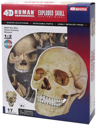 4D Human Anatomy Exploded Skull Anatomy Model