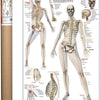 Eurograpics Poster Skeletal System 24"x36"