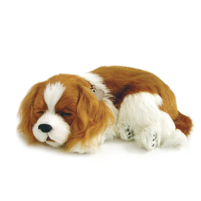 Perfect Petzzz - 09Original - Cavalier King Charles