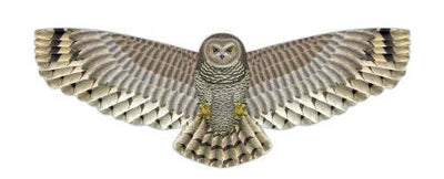 XKites Birds of Prey Owl Deluxe Nylon Kite, String, and Handle 48 Inch