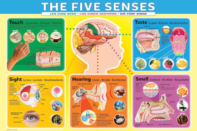 Eurograpics Poster 5 Senses 24"x36"