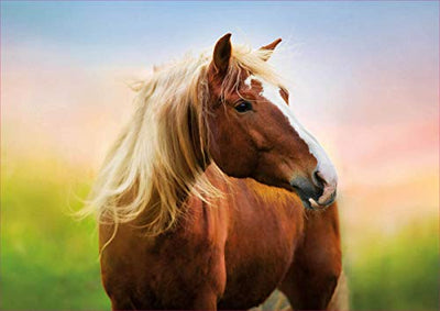 Educa Horse at Sunrise 500 pc puzzle