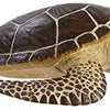 Safari Sea Turtle