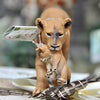 Safari Ltd. Lioness with a Cub