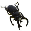 Mamejo Nature 3.5" Green Stag Beetle