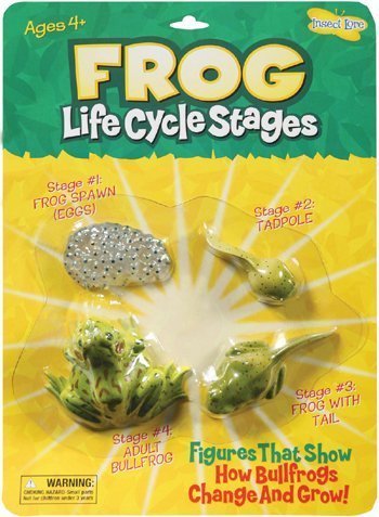 Insect Lore Frog Life Cycle Toy Figurine Set