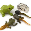 Mamejo Nature Frog Life Cycle