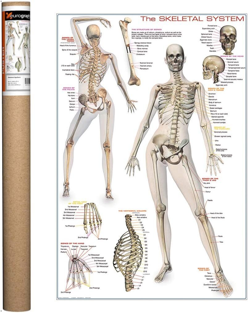 Eurograpics Poster Skeletal System 24"x36"