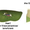Hatch a Butterfly