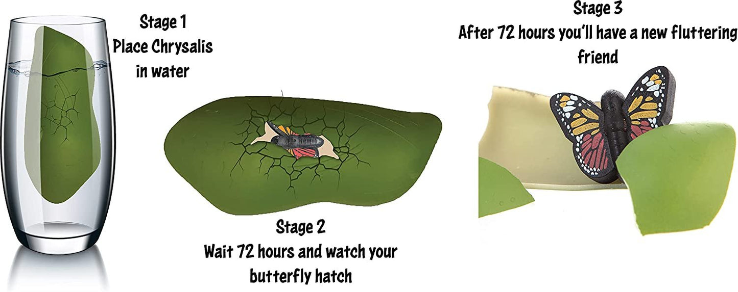 Hatch a Butterfly