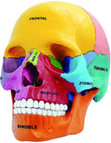 4D Human Anatomy Didactic Exploded Skull Model