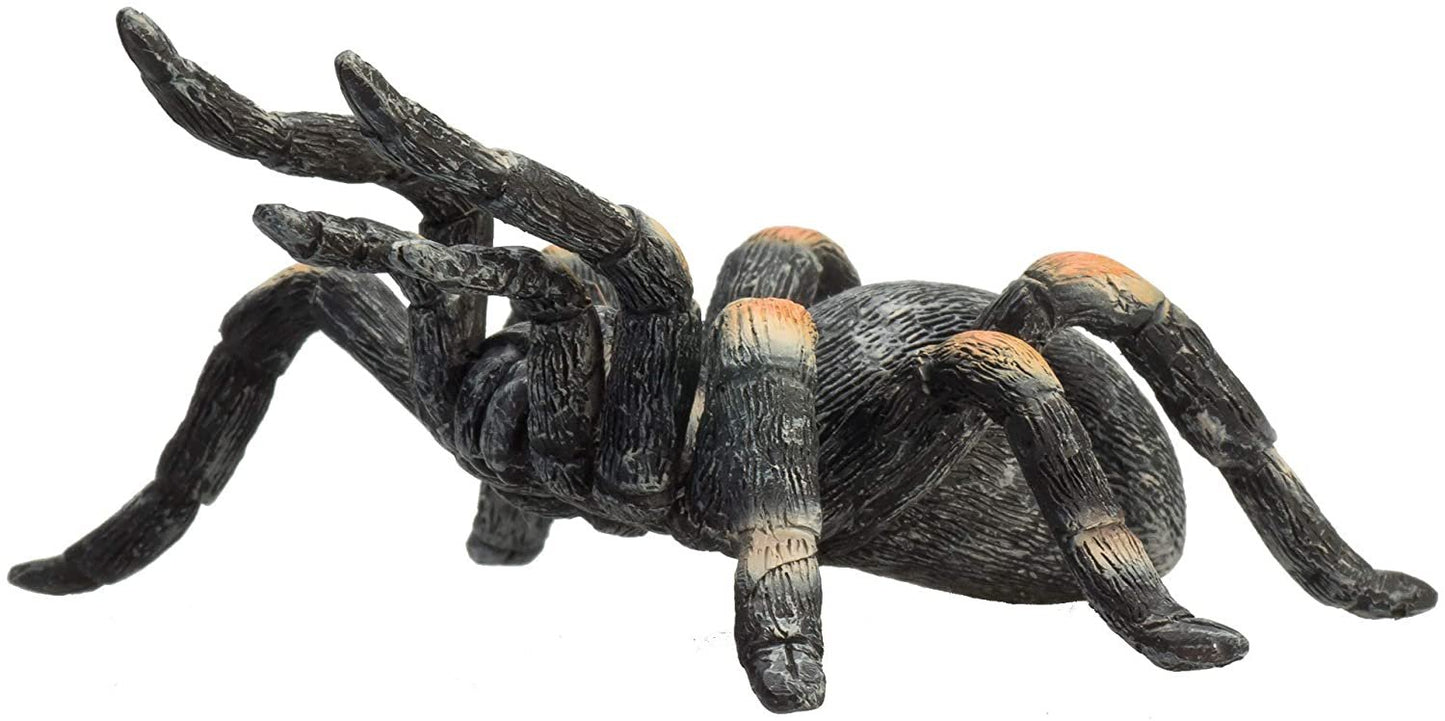 MOJO Red Kneed Tarantula
