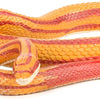 Safari Ltd. Corn Snake