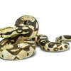 Safari Ltd. Boa Constrictor Figurine - Detailed 6" Plastic Model Figure - Fun Educational Play Toy for Boys, Girls & Kids Ages 3+ | 19.99 | 266529