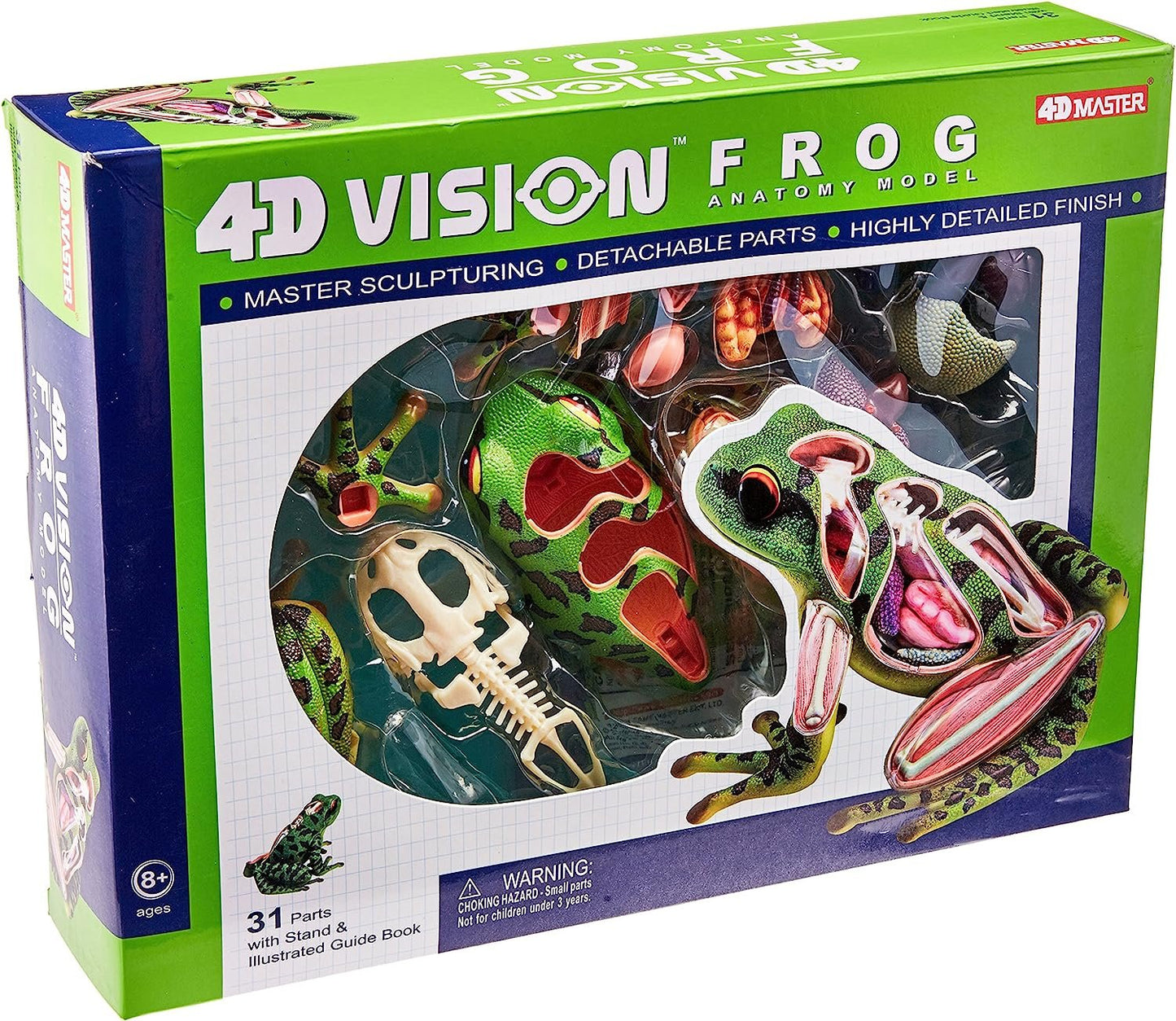 4D Frog Model