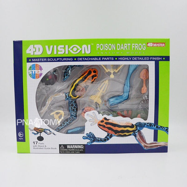 4D Vision Poison Dart Frog Model