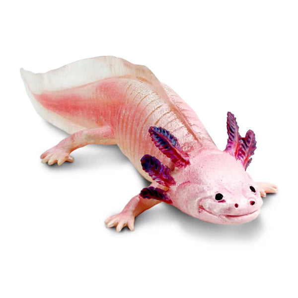 Safari Axolotl