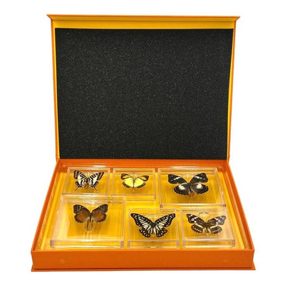 The Nature Collections- Butterflies Set 2