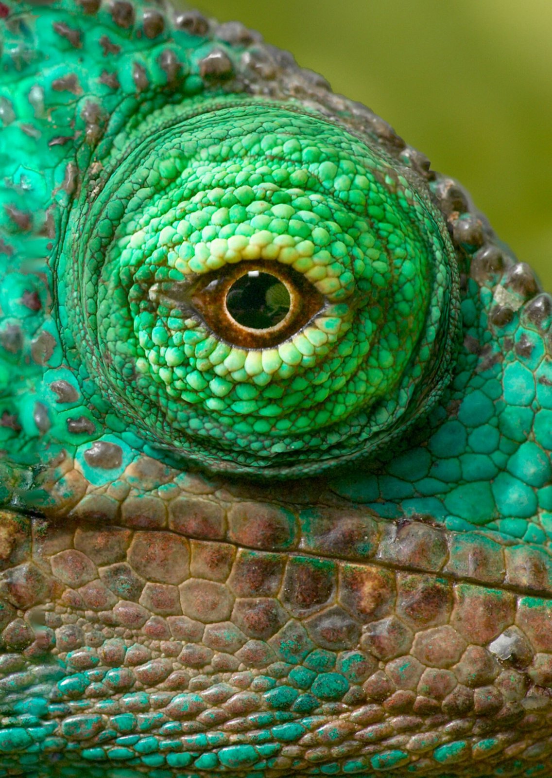 Authentic Cards Chameleon Eye