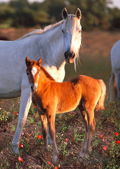 Authentic Cards Horse and Foal