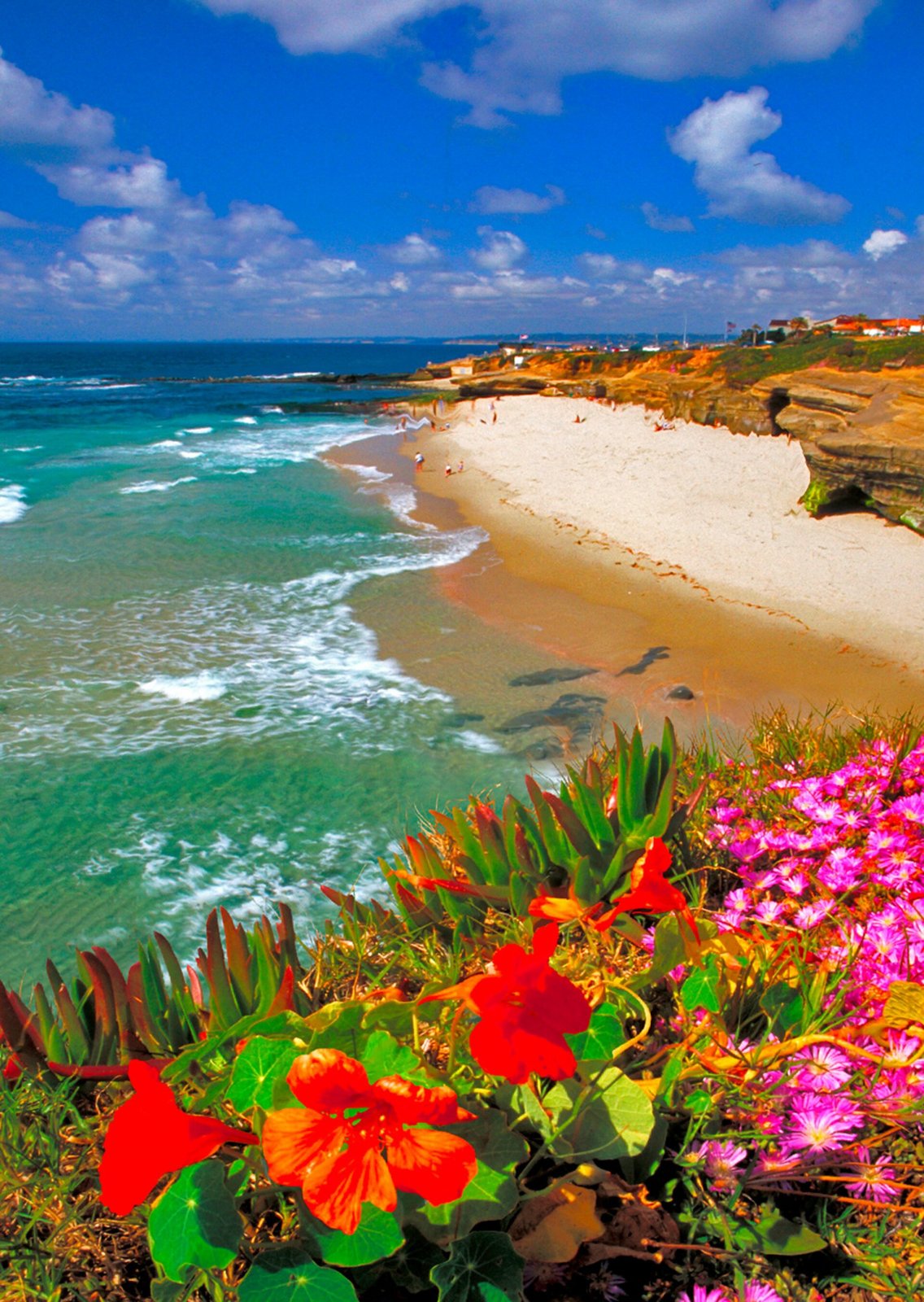 Authentic Cards Wipeout Beach , San Diego