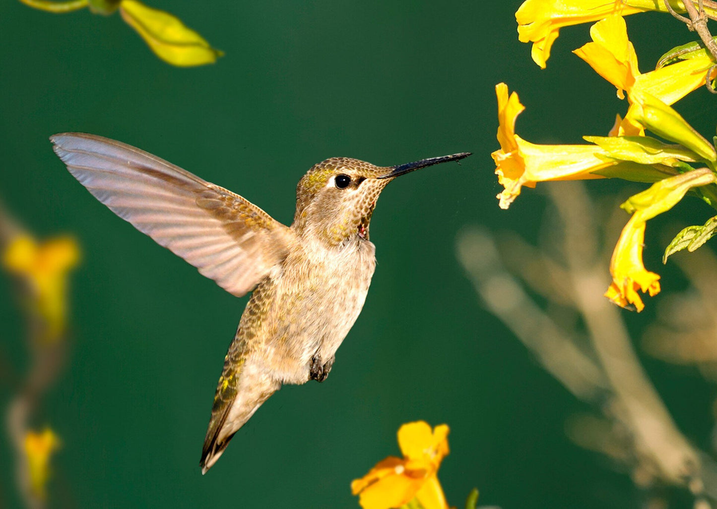 Authentic Cards Hummingbird Anna's