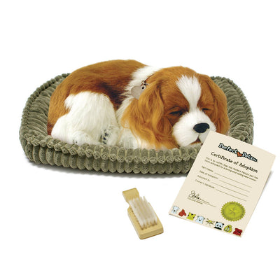 Perfect Petzzz - 09Original - Cavalier King Charles