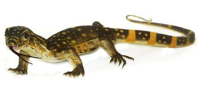 Mamejo Baby Monitor Lizard Toy Figurine
