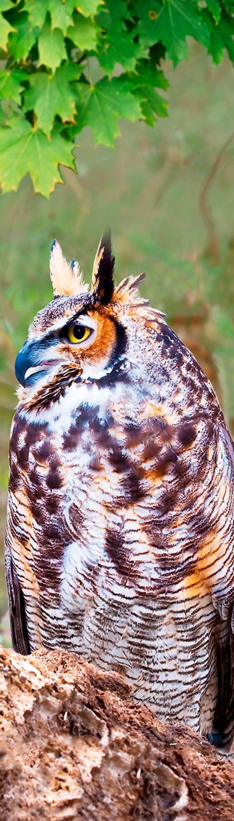 Authentic Cards Owl BM