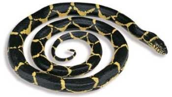 Safari Ltd. Chain Kingsnake