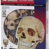 4D Human Anatomy Exploded Skull Anatomy Model