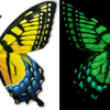 Flutter Gallery - Butterfly Magnet