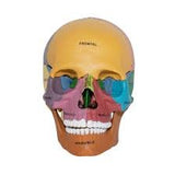 4D Human Anatomy Didactic Exploded Skull Model
