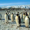 Puzzlelife Emperor Penguins 500 Piece Jigsaw Puzzle