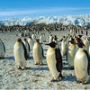 Puzzlelife Emperor Penguins 500 Piece Jigsaw Puzzle