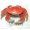 Little Critterz "Angeles" Dungeness Crab