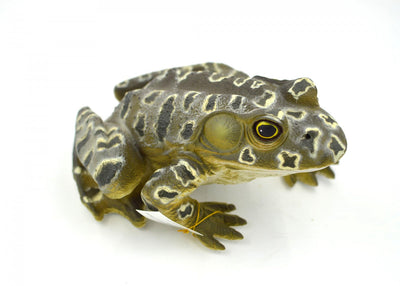 Mamejo Nature 9" Large Grunting Bullfrog Toy