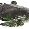 Mamejo Nature 13.5" Rubber XL Brown Sea Turtle Toy Figurine