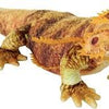 Bearded Dragon 24" Plush Stuffed Animal