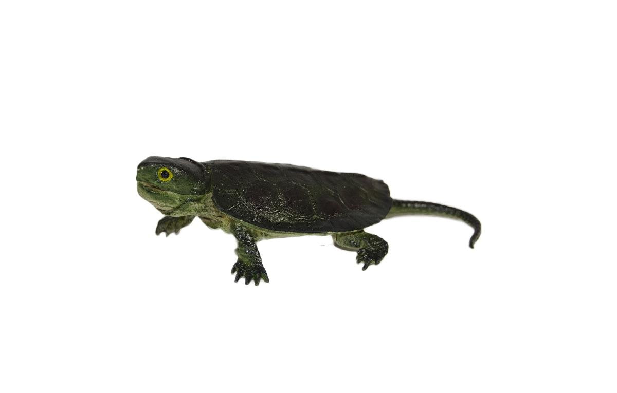 Mamejo 7" Snapping Baby Turtle Toy Figure