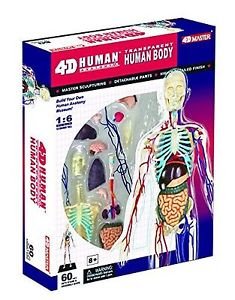 4d Master Transparent Human Body